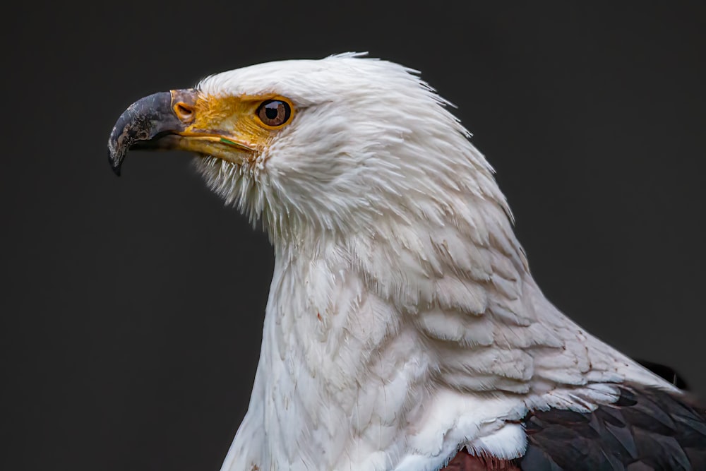 a white and brown bird