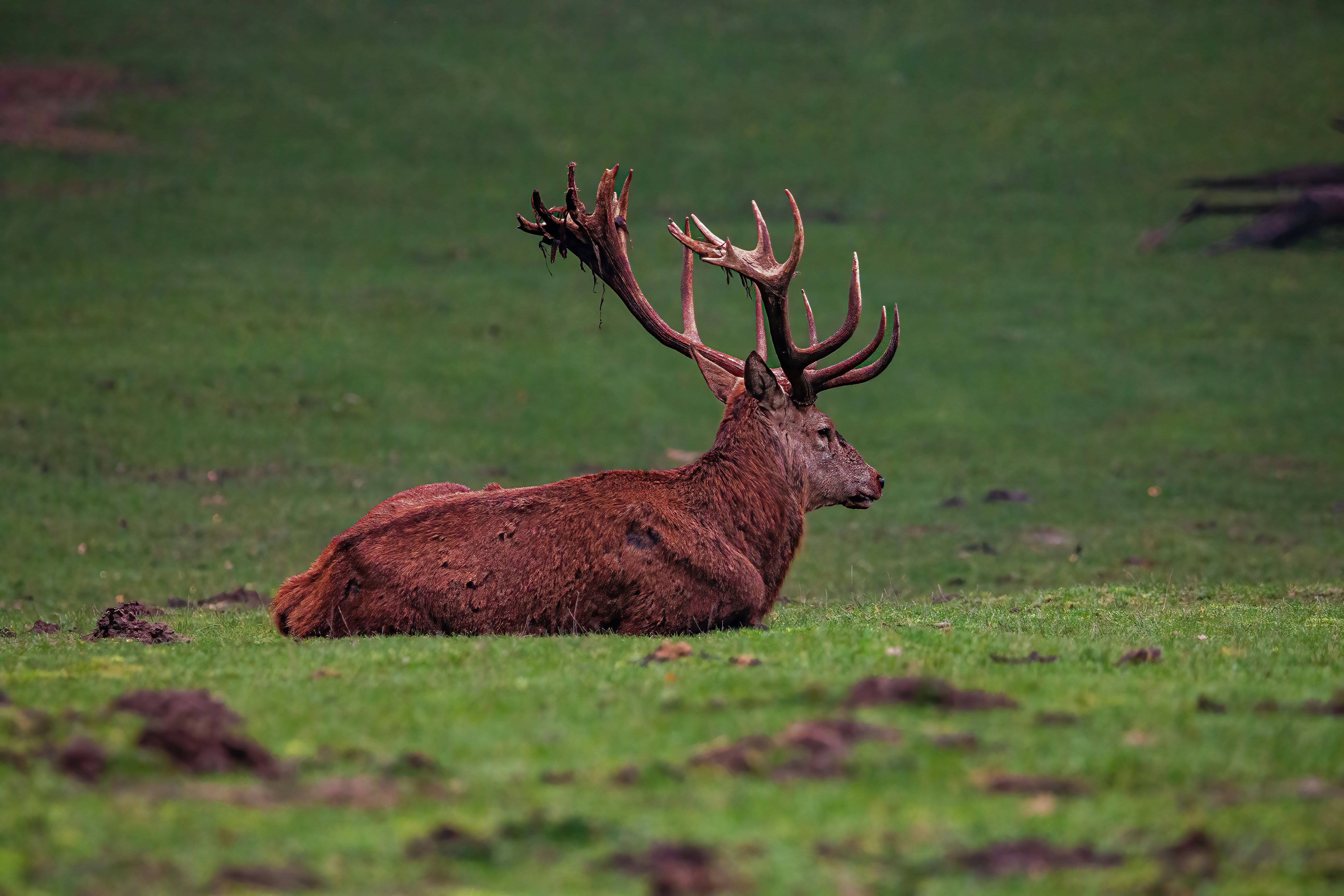 Photo by kennygoossen