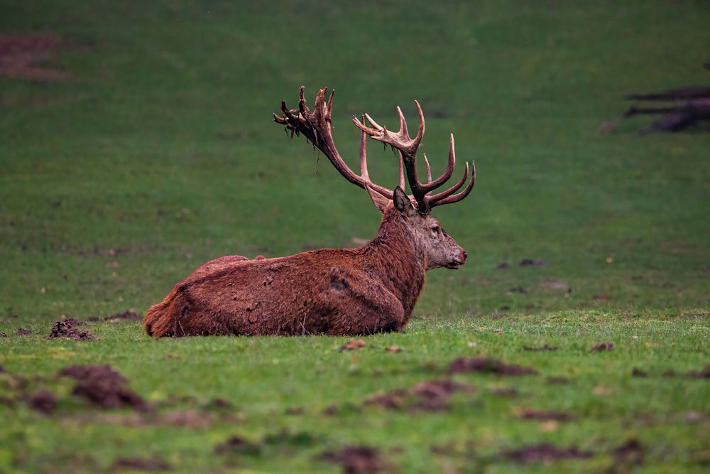 a large elk lying on the grass