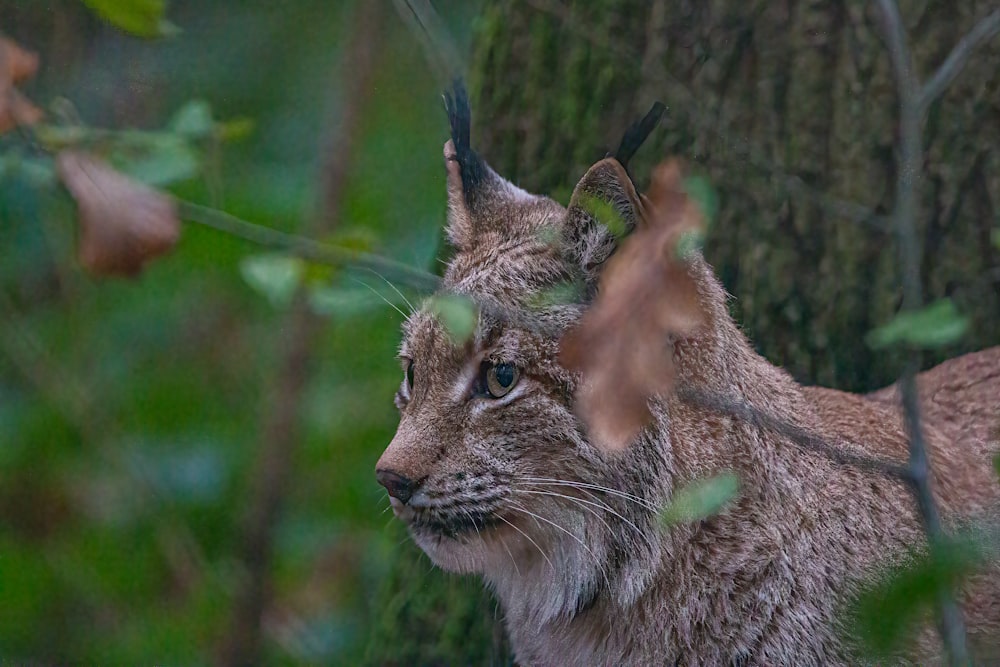 a wild cat with antlers