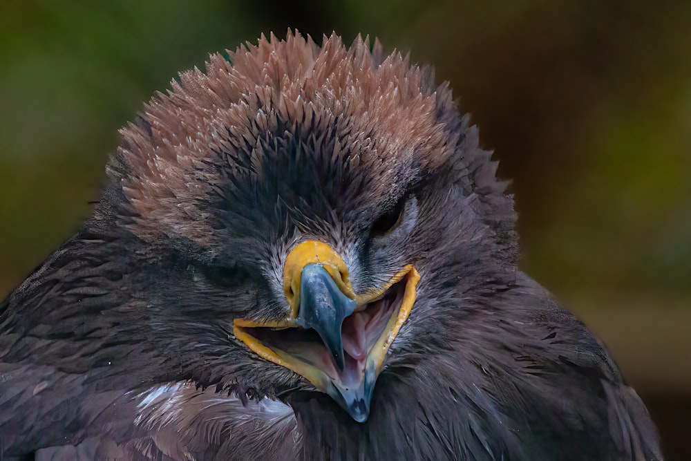 Ein Vogel mit geschlossenen Augen