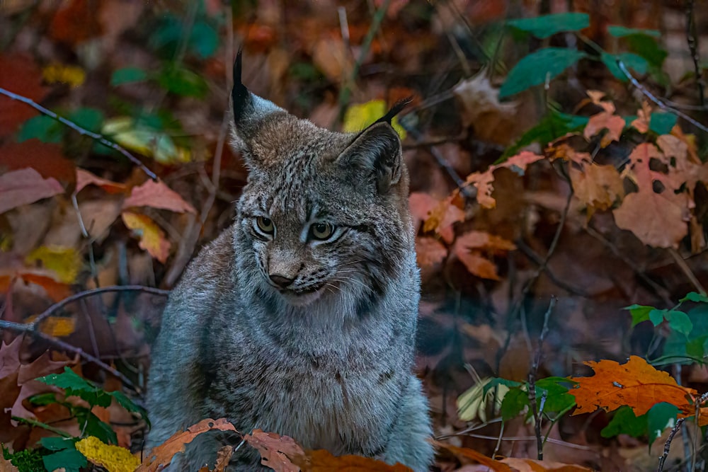 a cat sitting in a bush