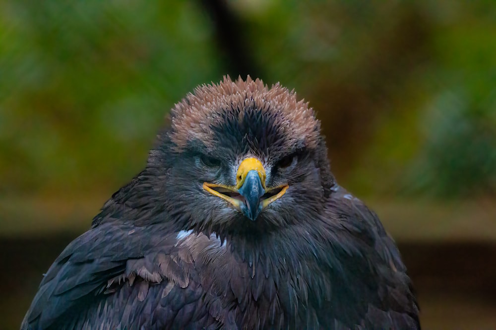 a bird with a yellow beak