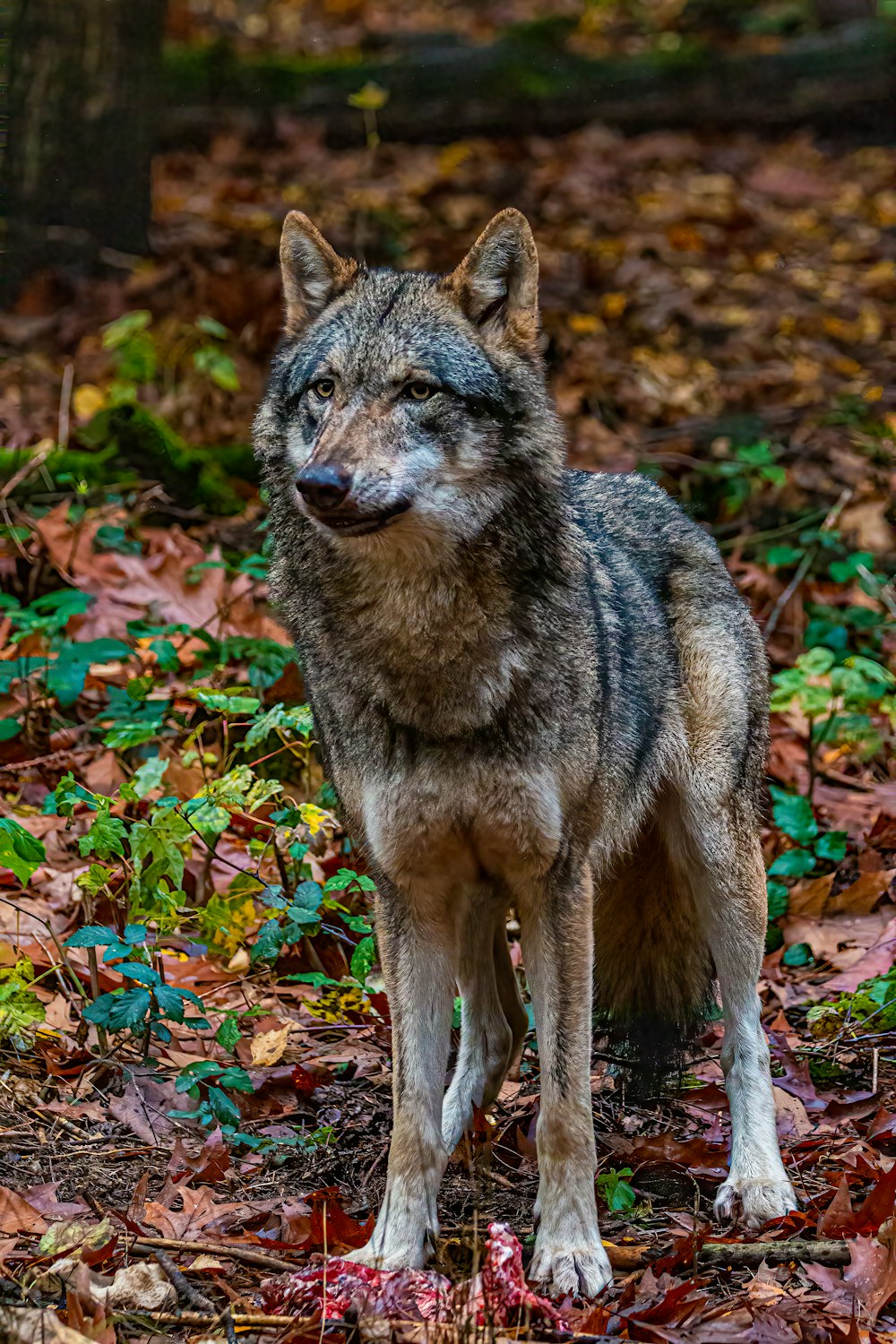 um lobo em pé na floresta