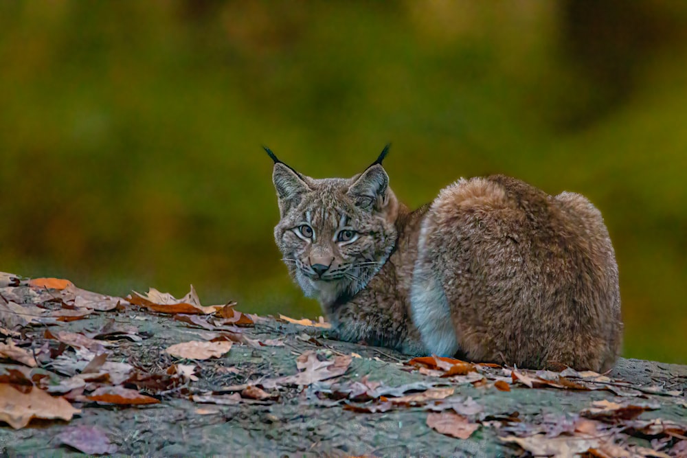 a cat walking on a rock