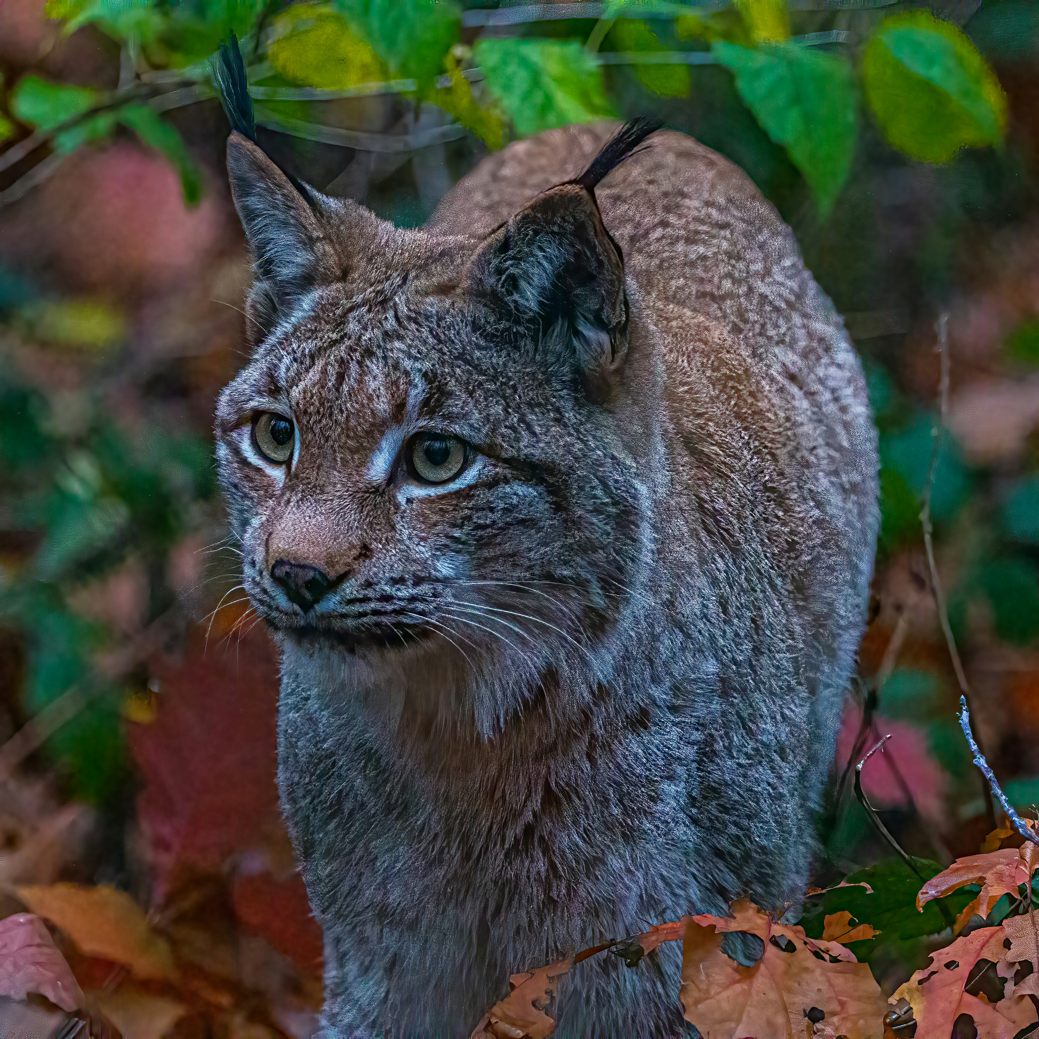 Photo by kennygoossen