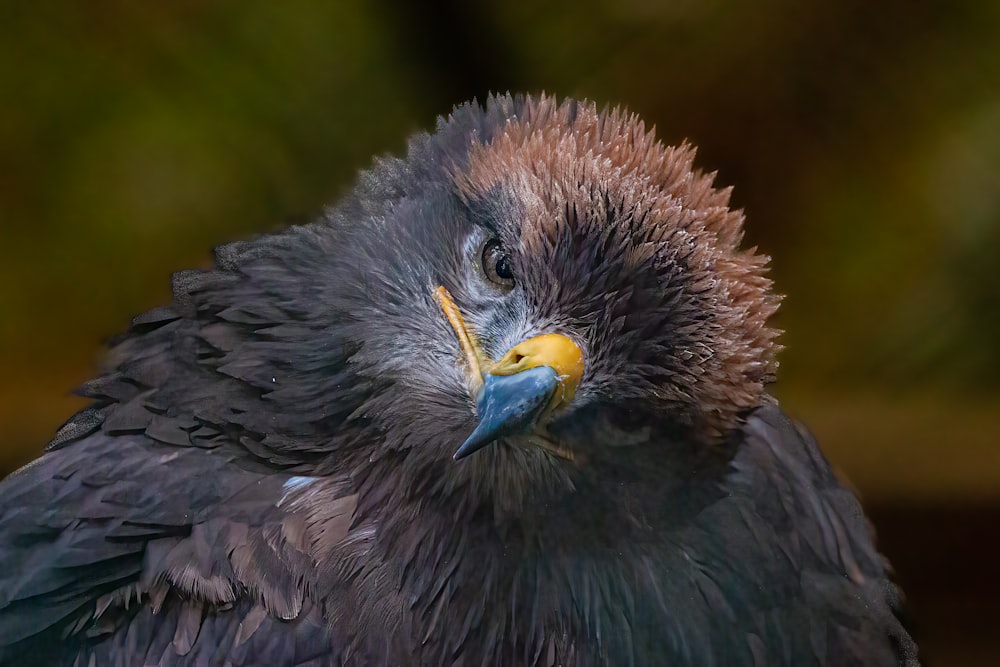 a bird with a yellow beak