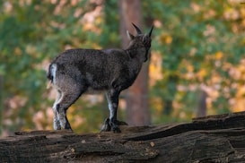 A young goat stands on a large log with a blurred forest background, featuring rich textures and autumnal colors. The goat appears to be looking around, revealing its short horns and thick fur.