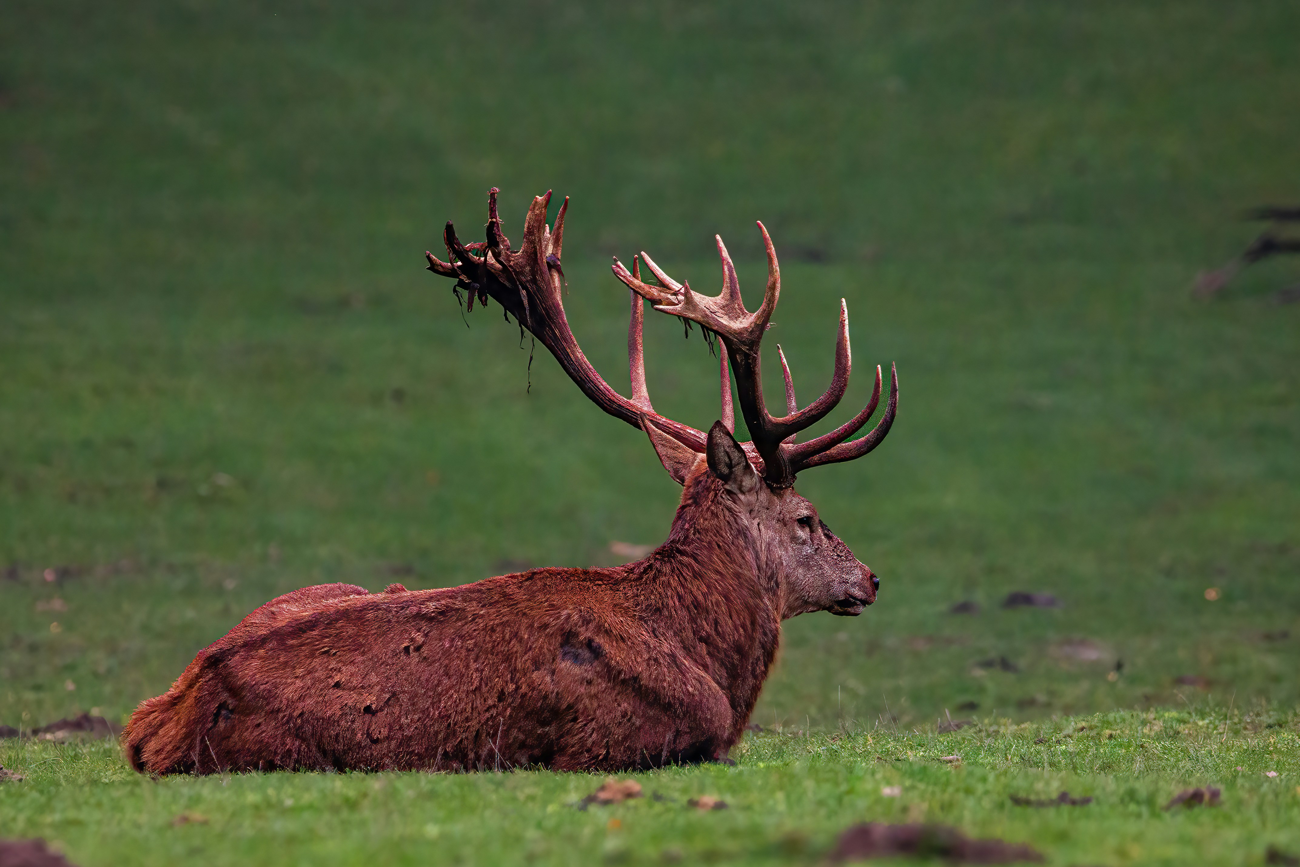 Photo by kennygoossen