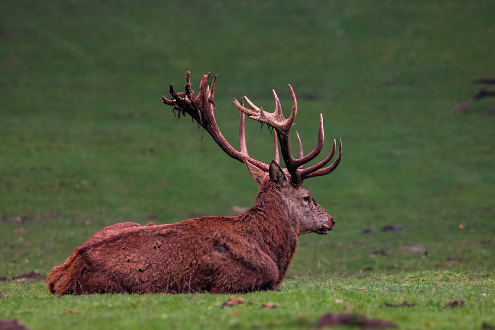 a large elk lying in a grassy field