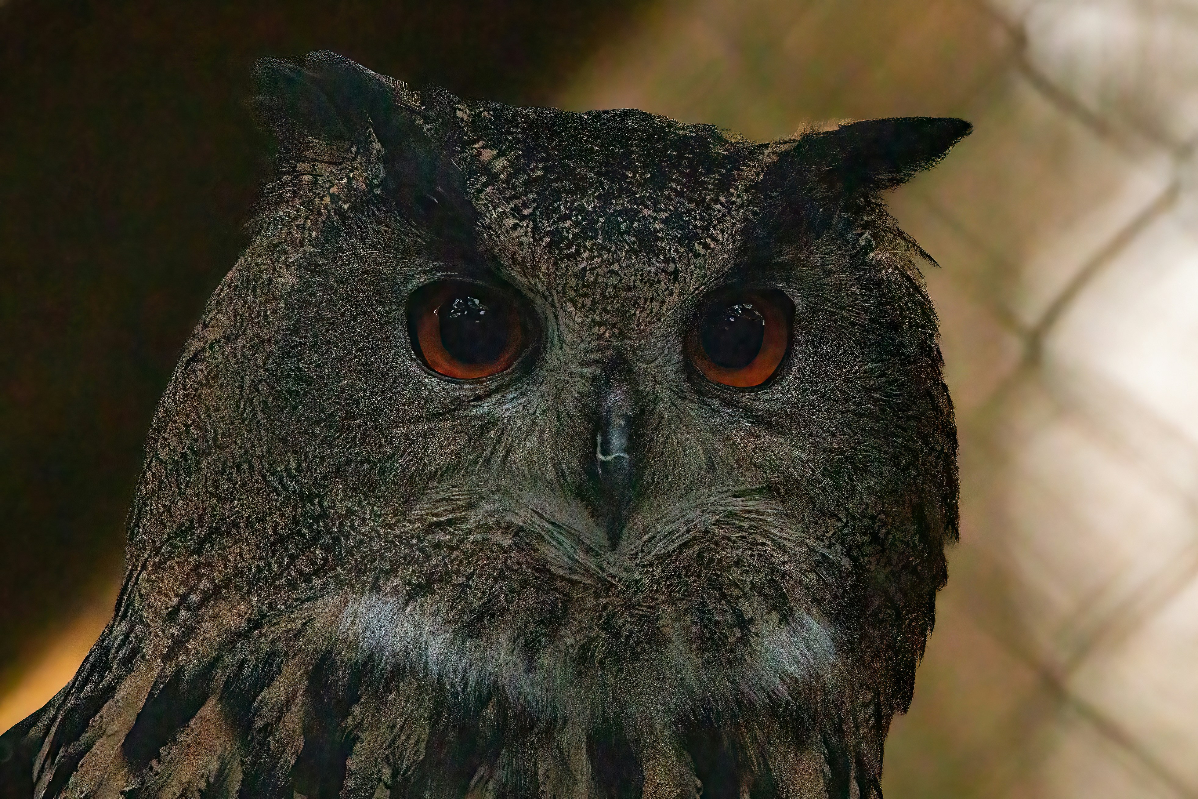 Photo by kennygoossen