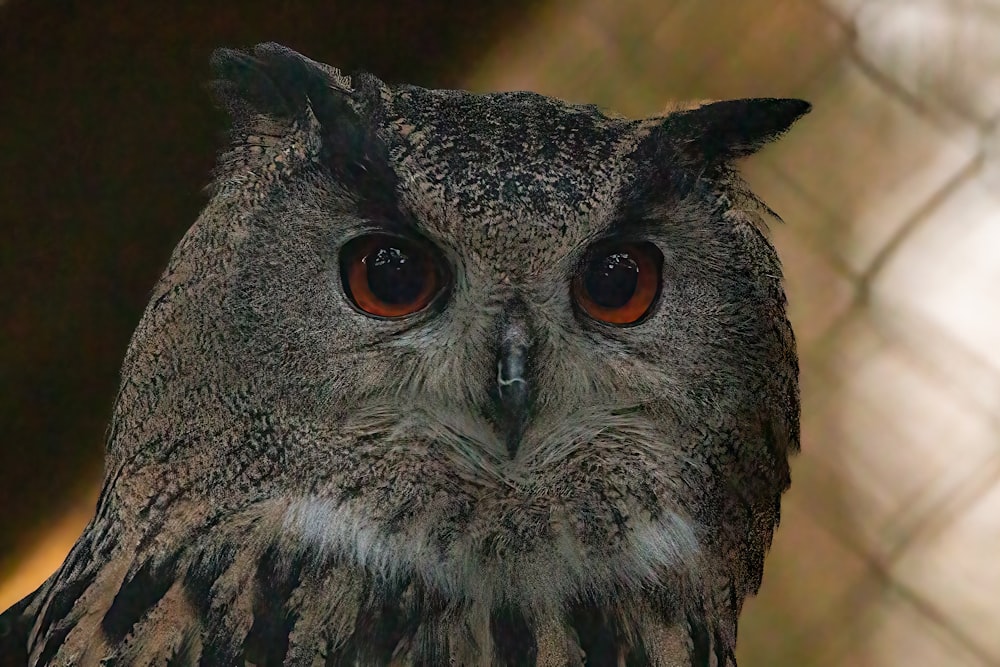 a close up of an owl