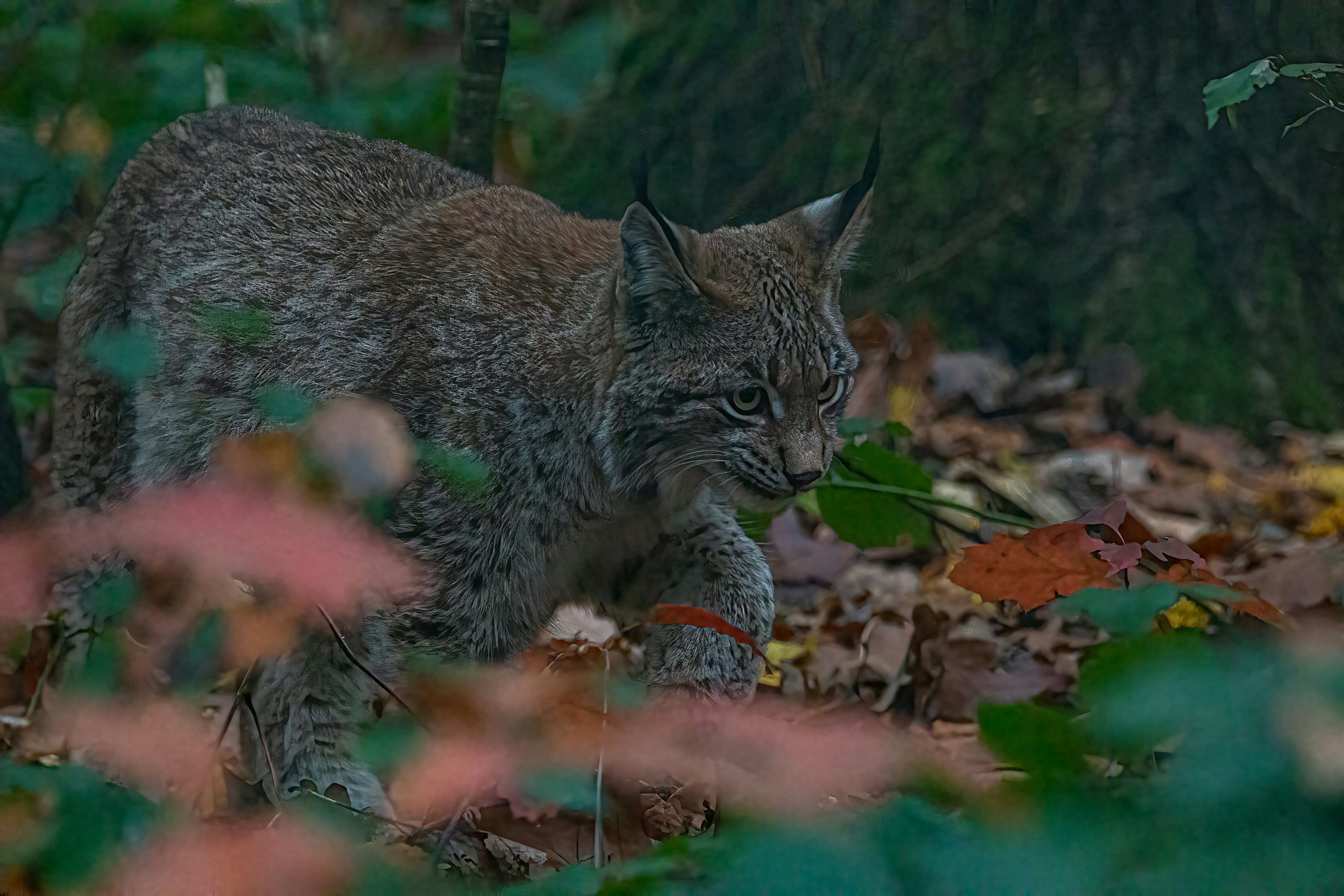 Photo by kennygoossen