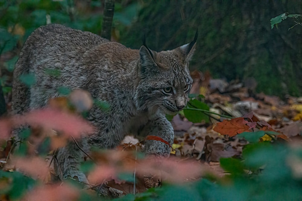 a cat walking in the woods