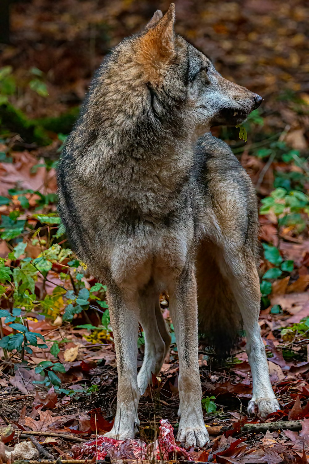 a wolf standing in leaves