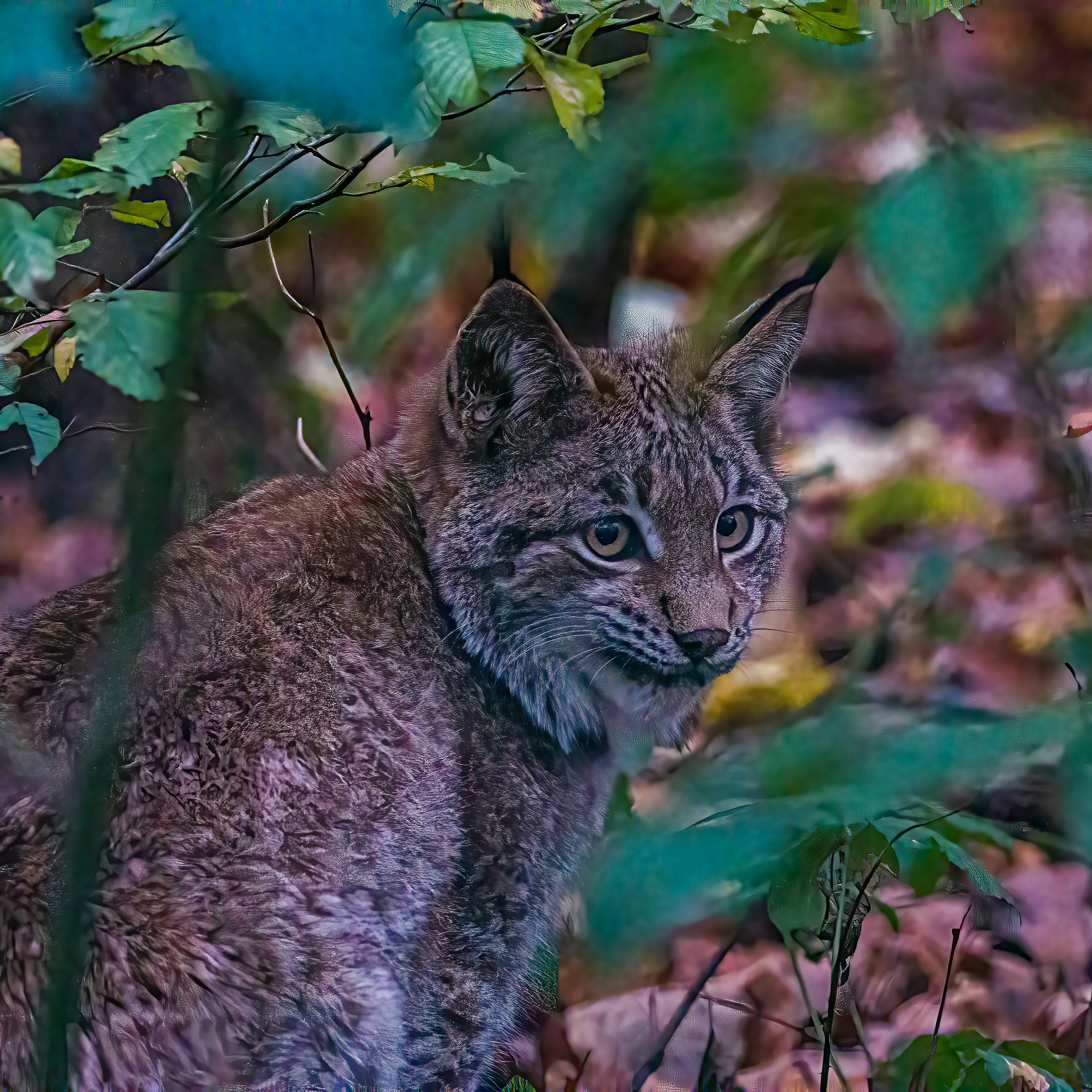 Photo by kennygoossen