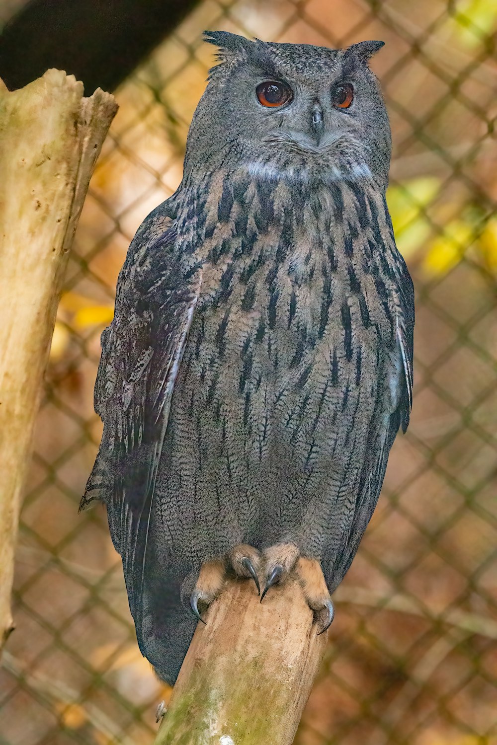 a grey owl on a tree branch