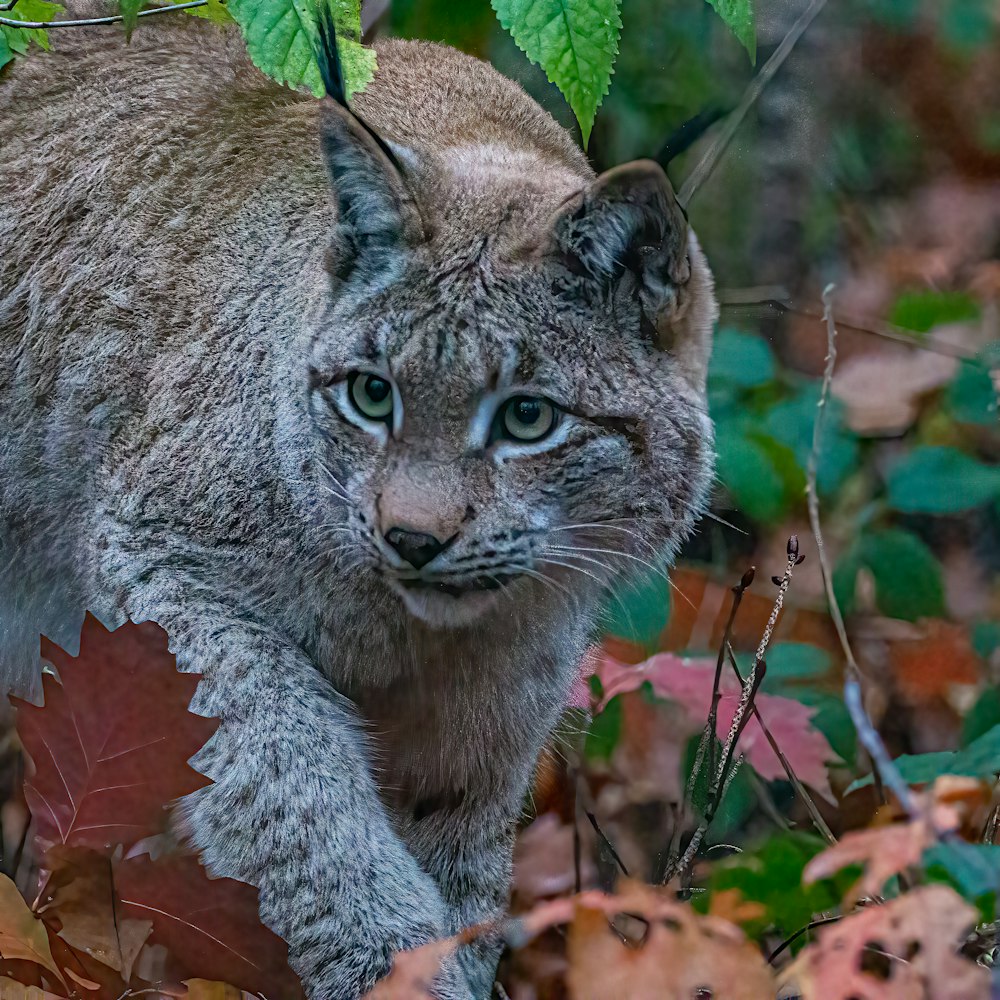 a wild cat in a bush