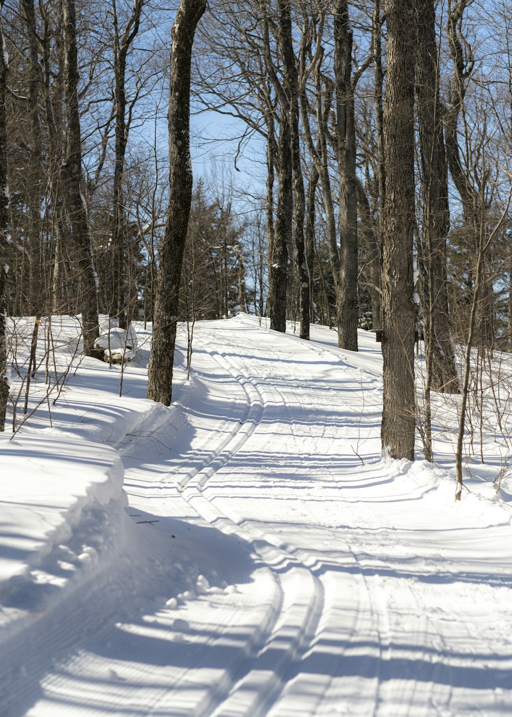 a snowy road with trees on either side of it