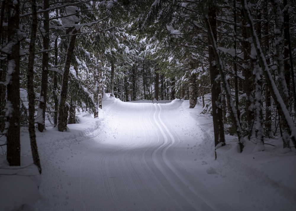 a snow covered road in a forest