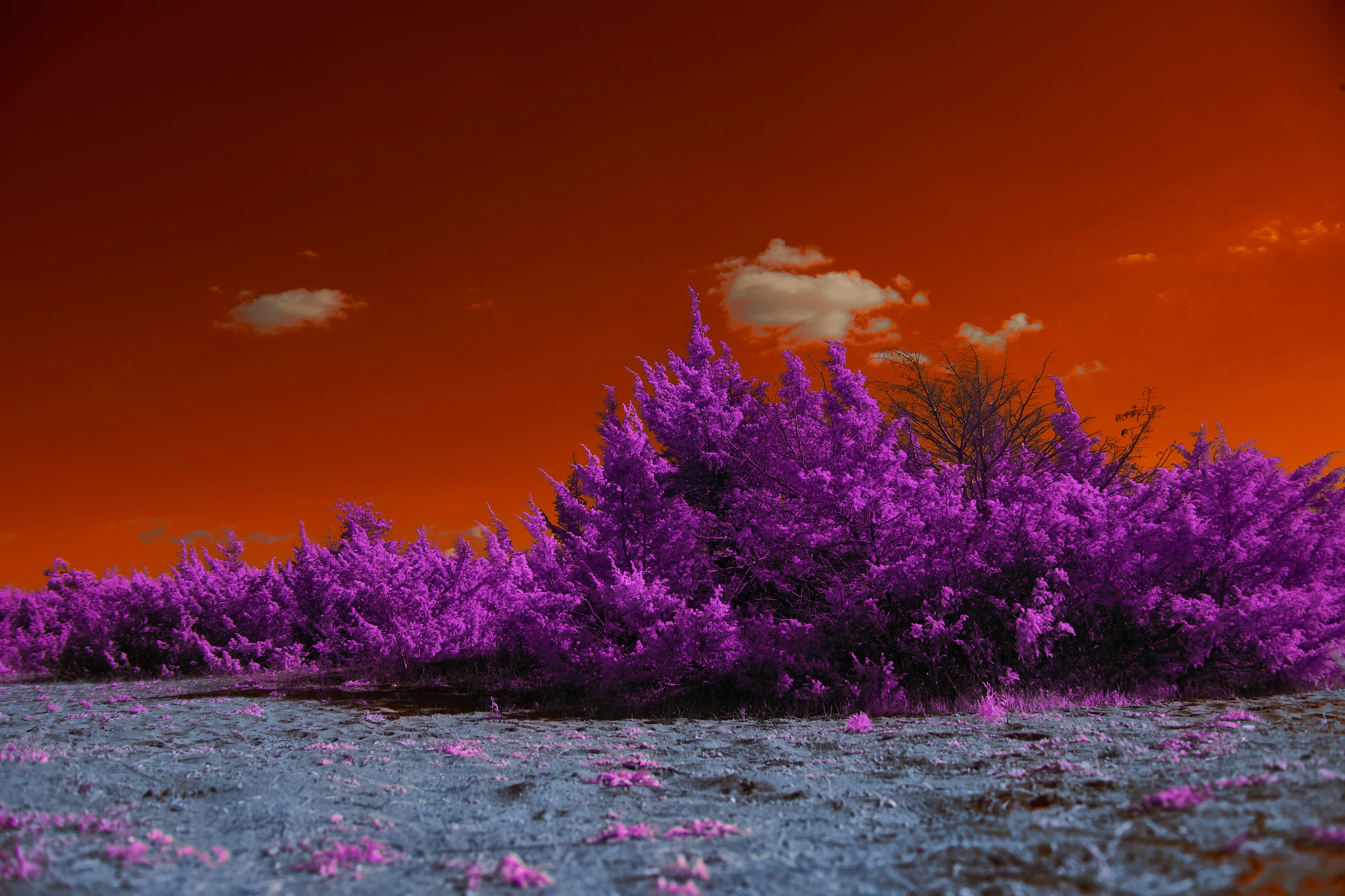 Photo by wolfgang_hasselmann