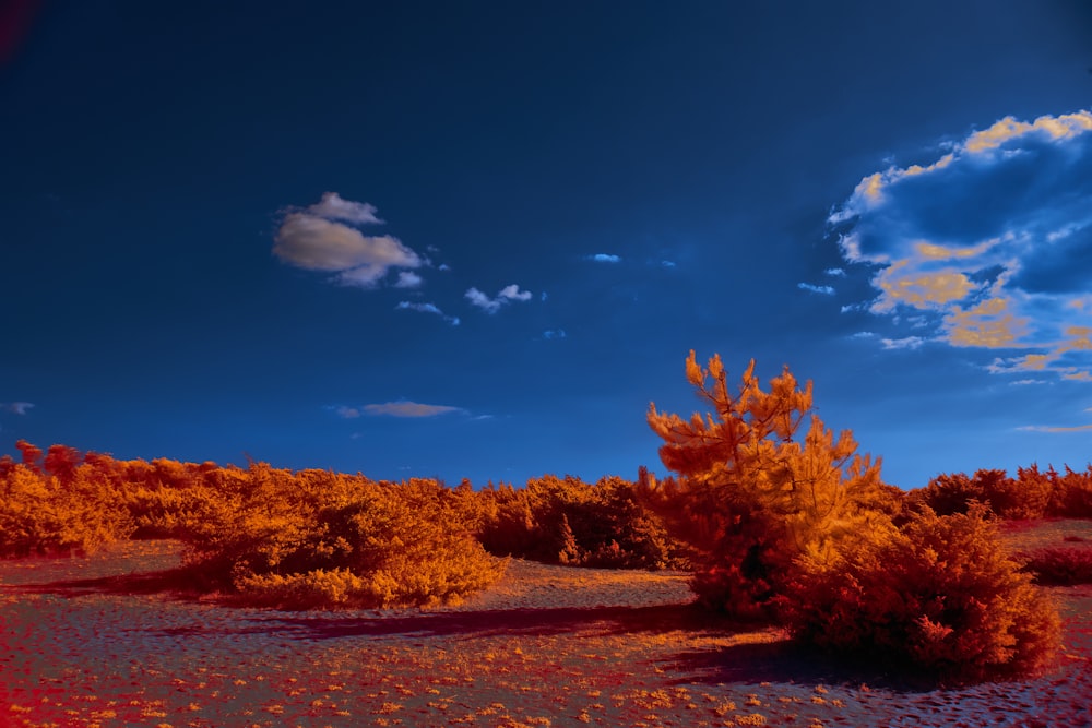 a landscape with trees and blue sky