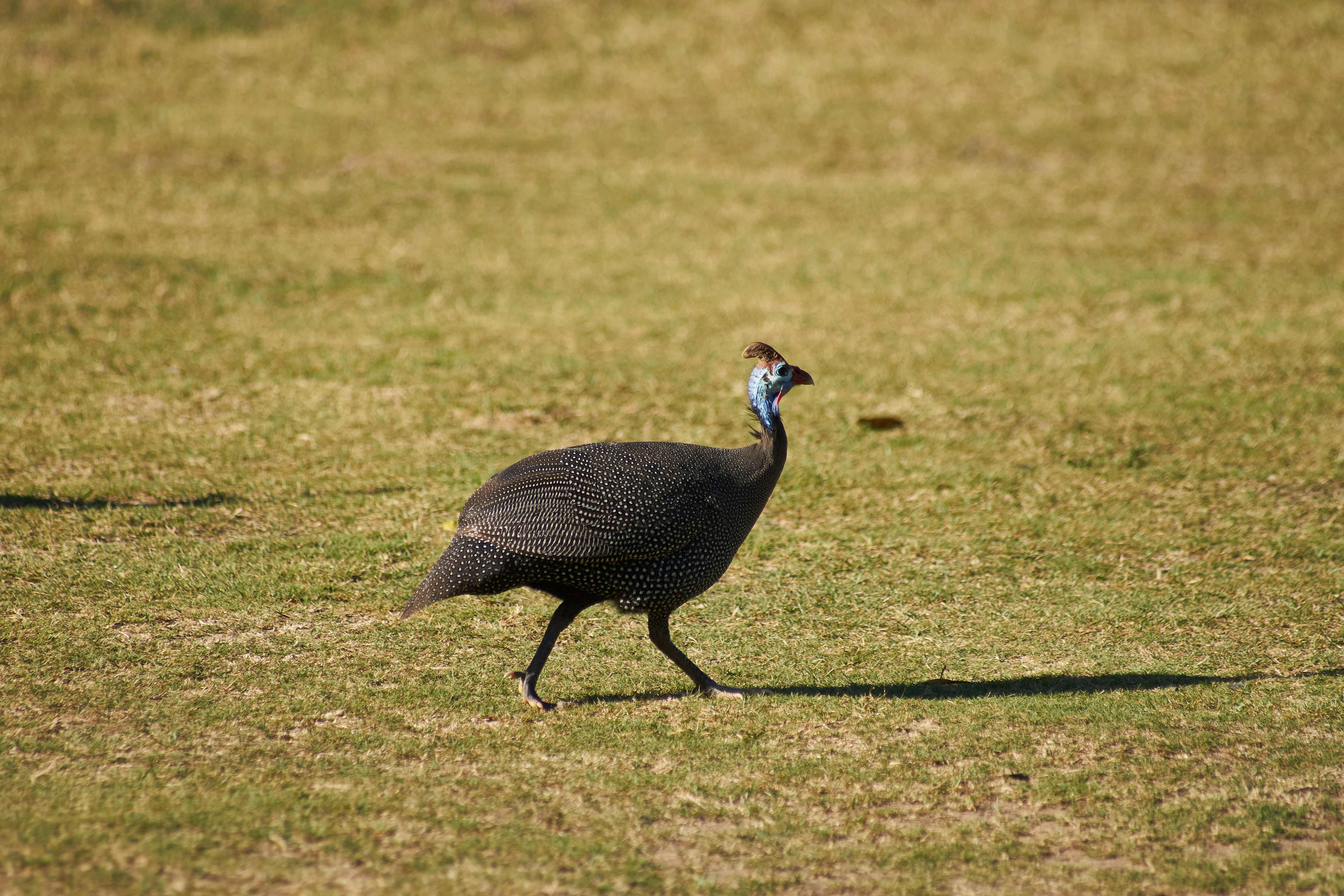 Photo by wolfgang_hasselmann