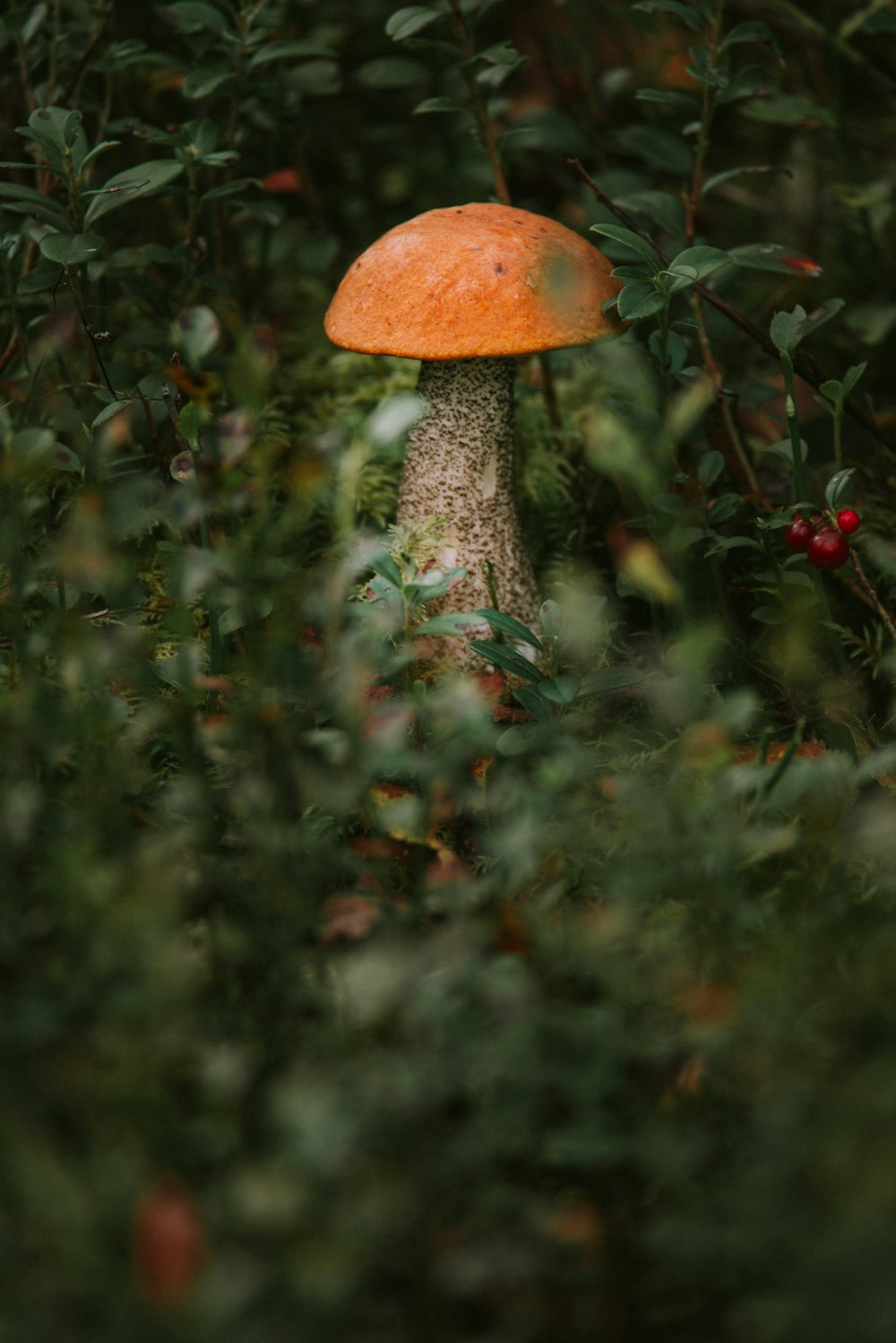 un champignon poussant sur un arbre