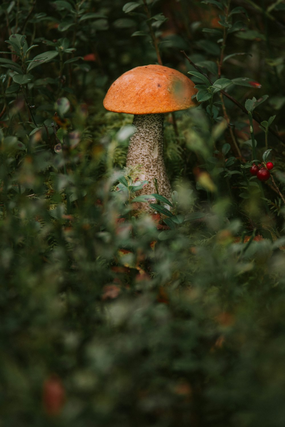 a mushroom growing on a tree