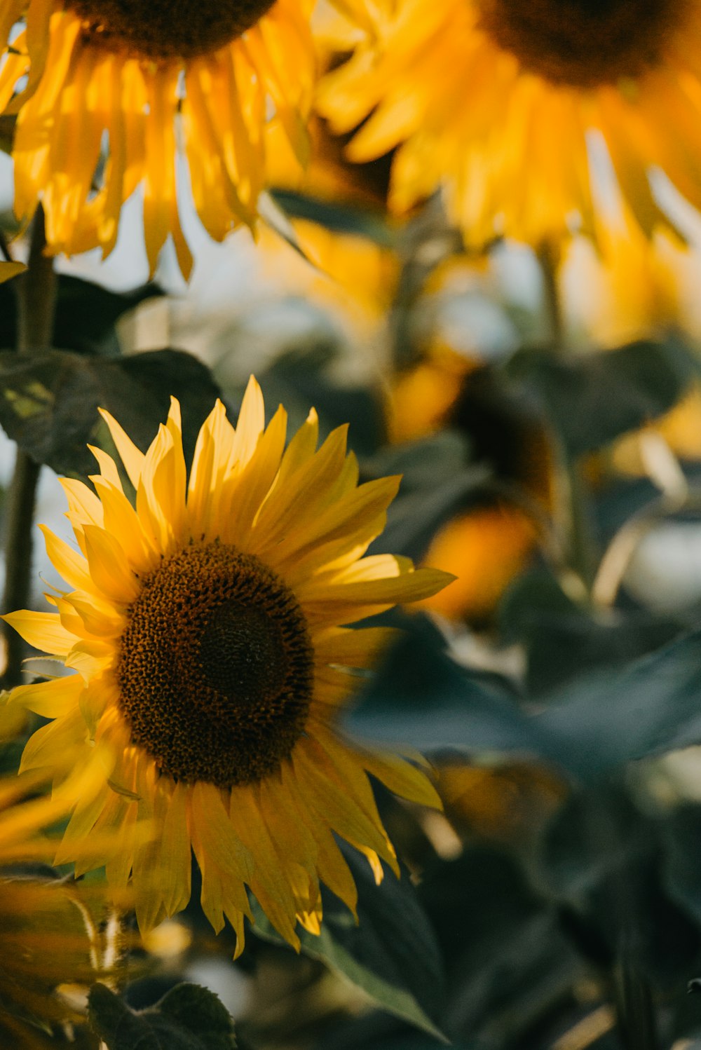 a group of sunflowers