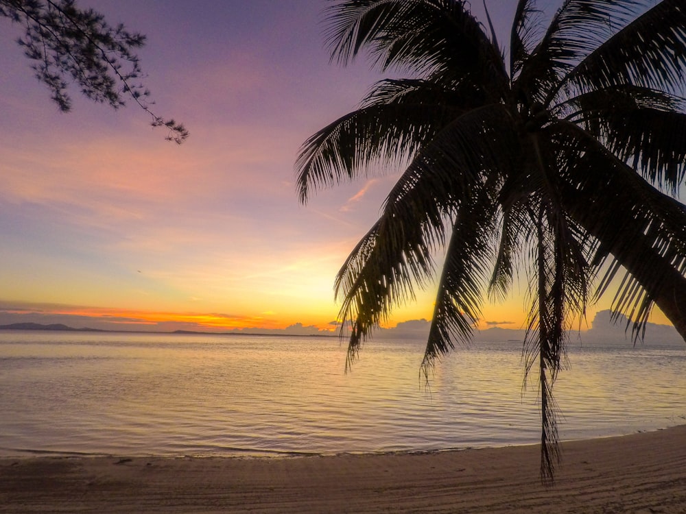 a palm tree on a beach