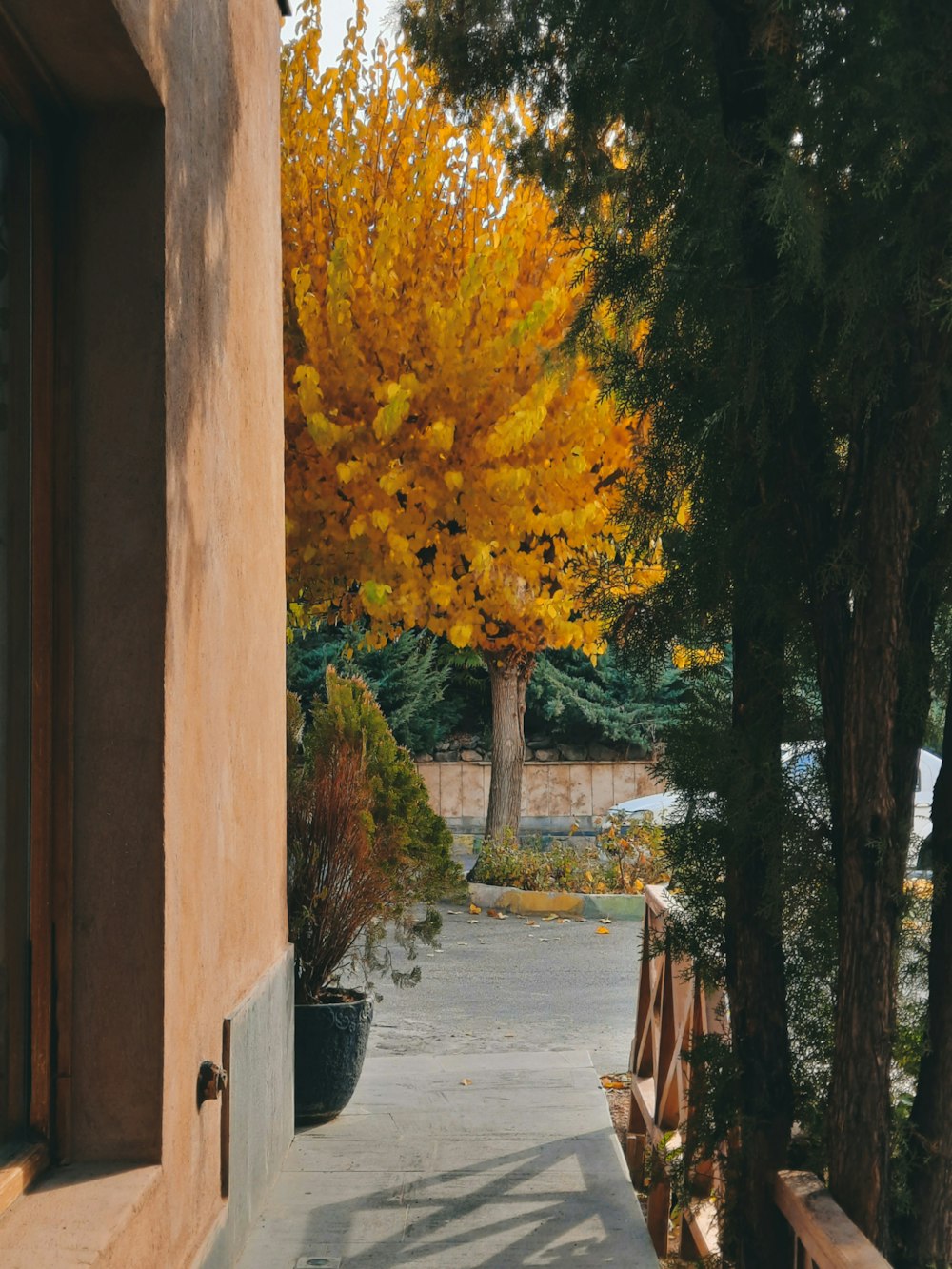 a tree with yellow leaves