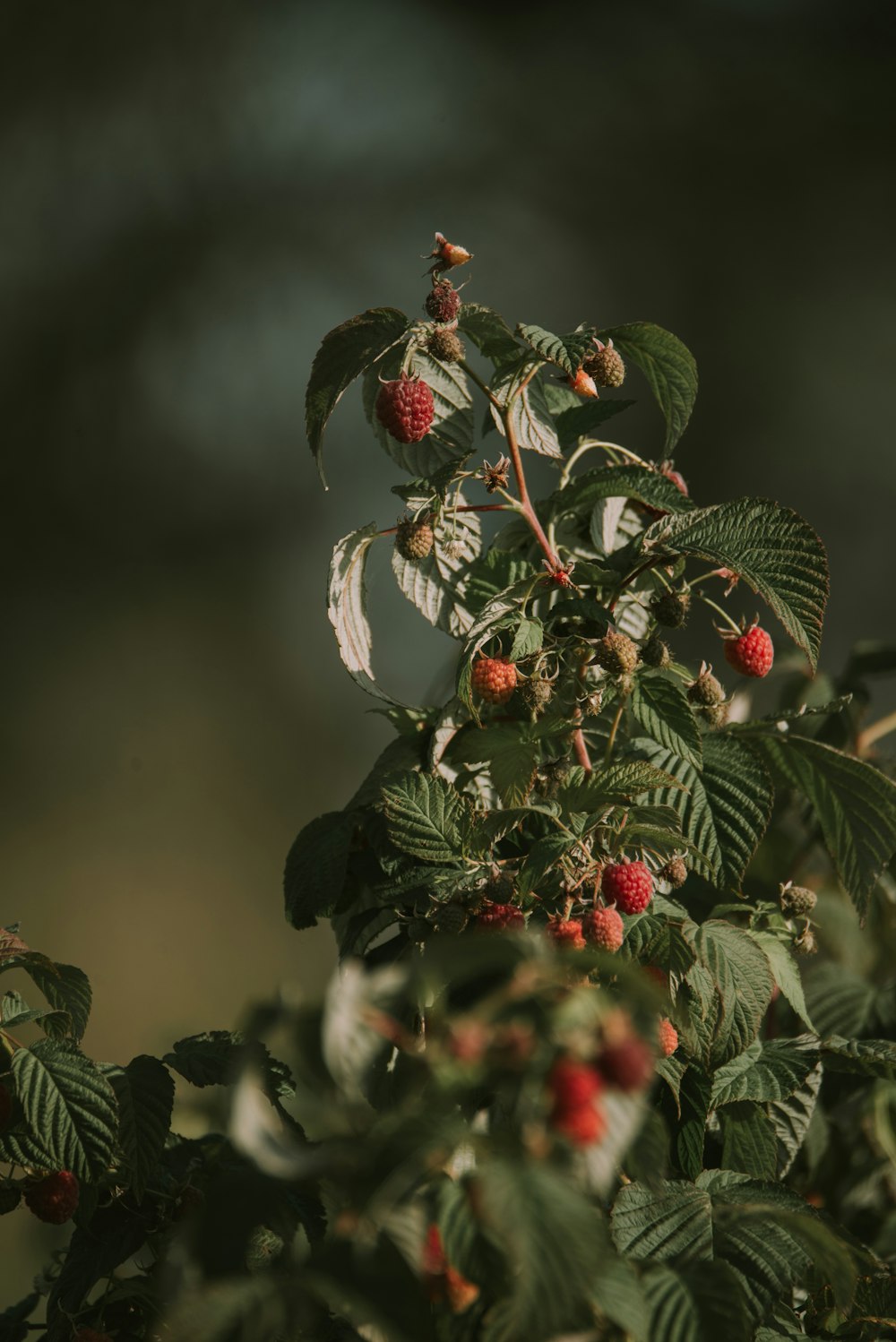 a close-up of a plant with berries