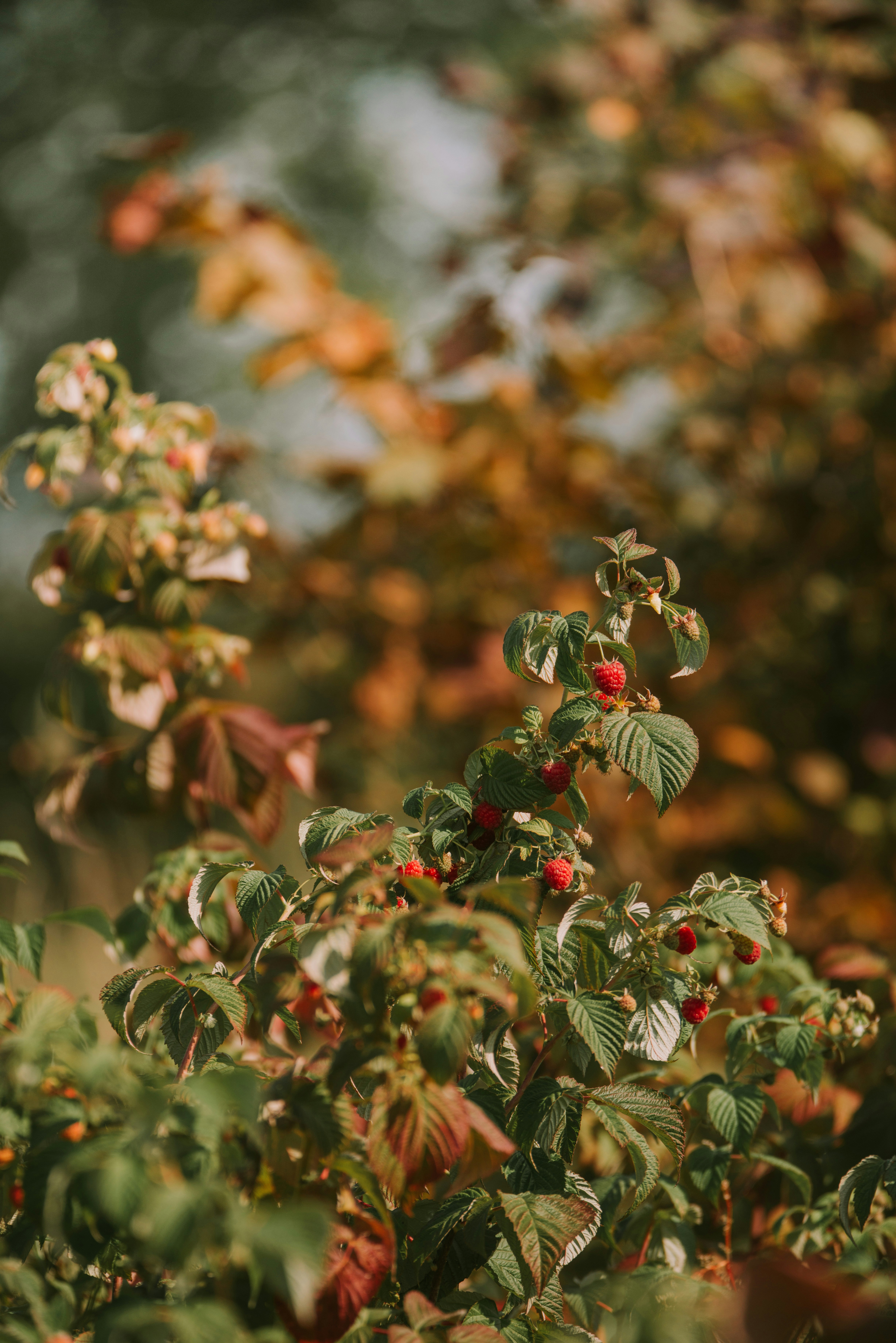 Photo by anitaaustvika