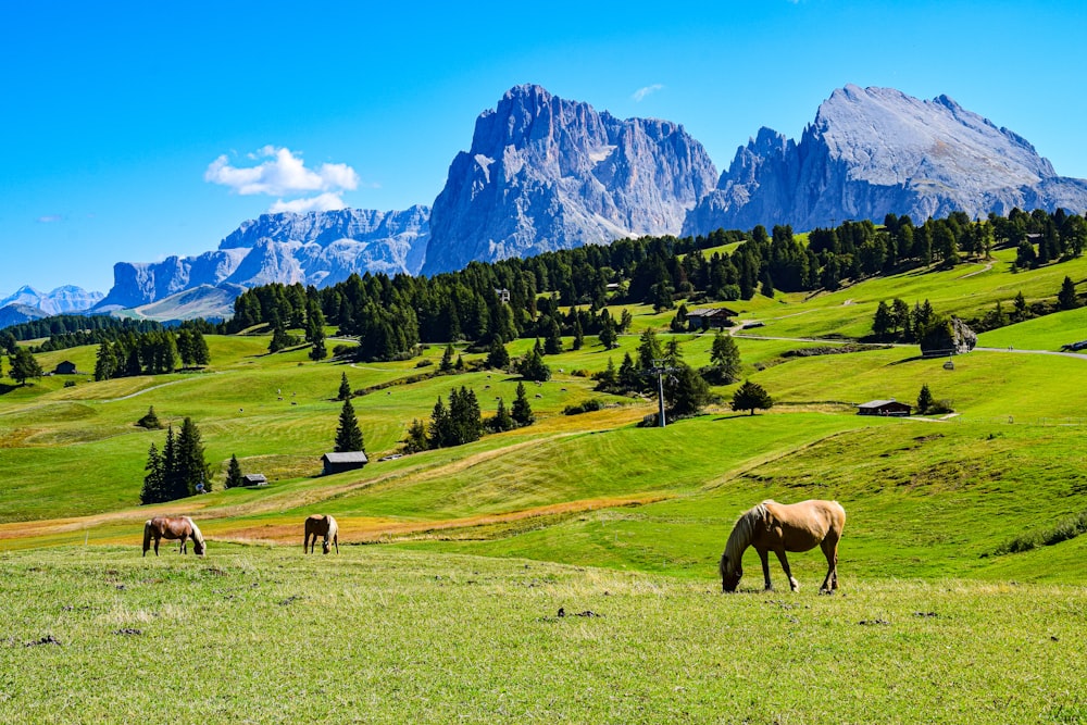 cavalos pastando em uma colina com Dolomitas ao fundo