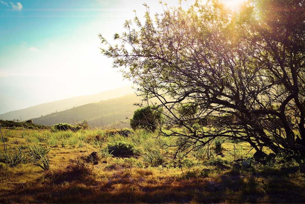 a tree in a field