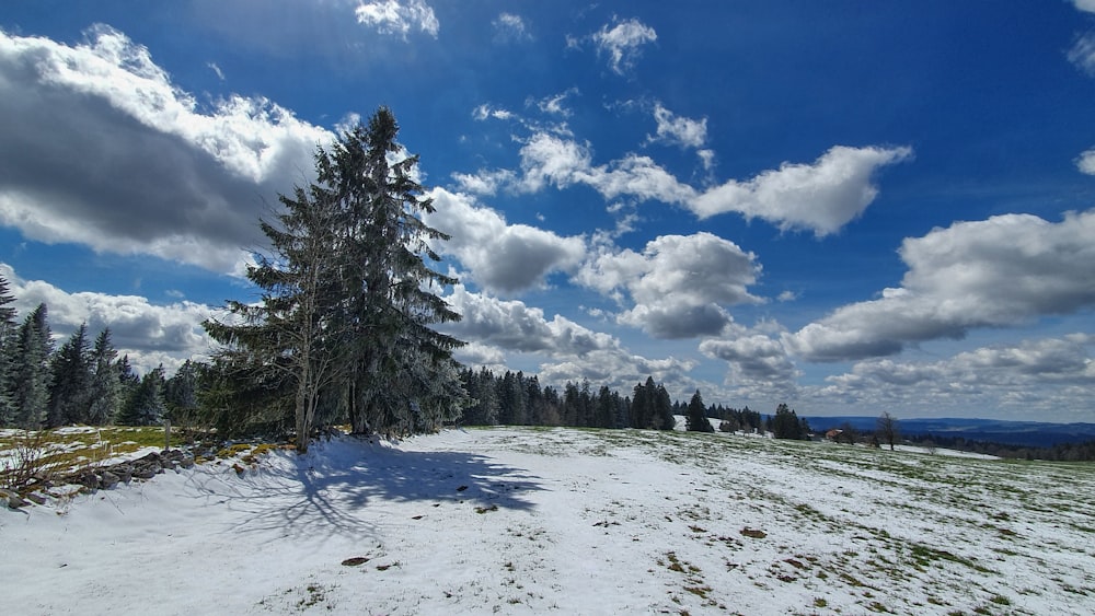 a snowy landscape with trees and blue sky