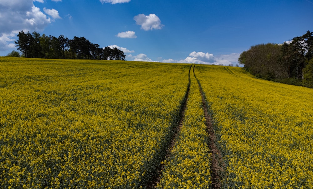 un champ de fleurs jaunes