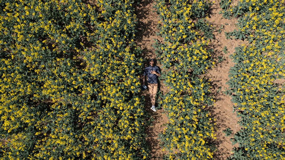 uma pessoa andando através de um campo de flores amarelas