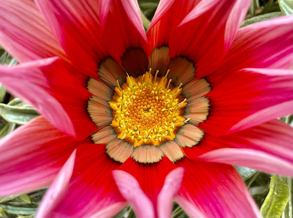 a close up of a flower