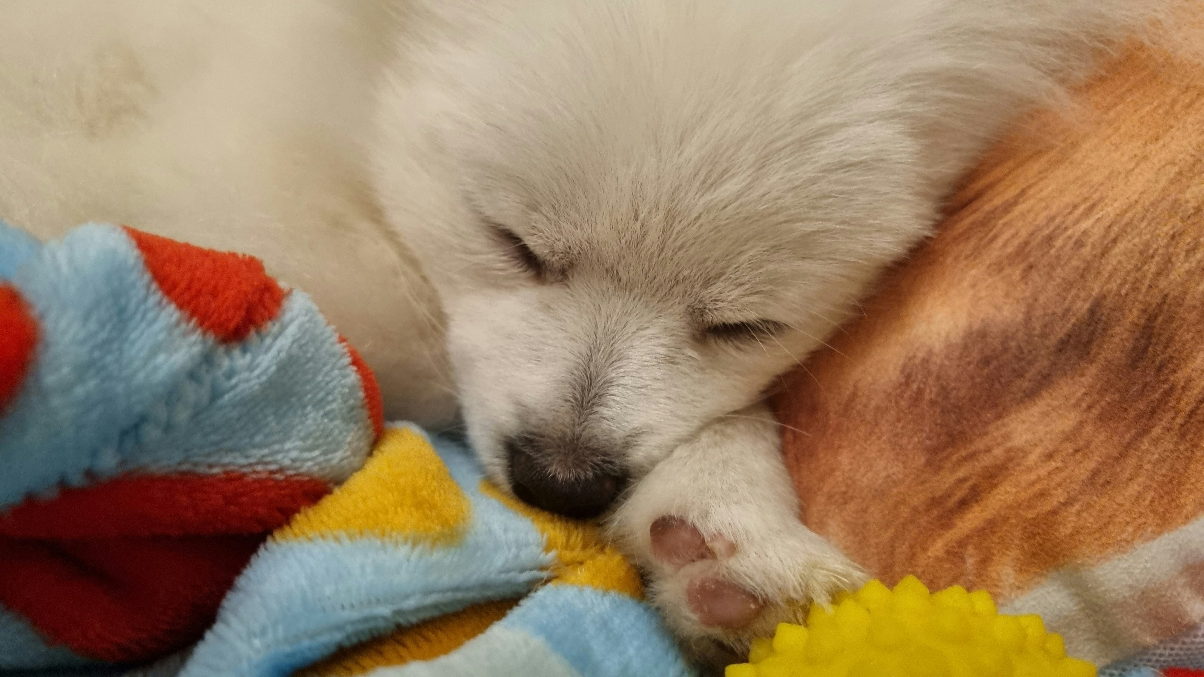 First Night With New Puppy? A Survival Guide to Stop the Crying