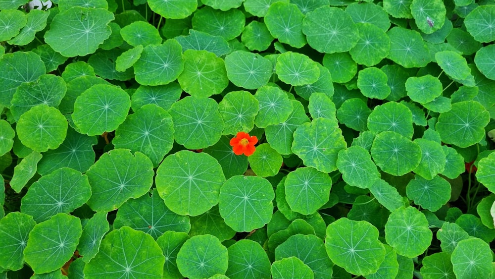 a red flower surrounded by green leaves