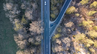 a road with trees and grass