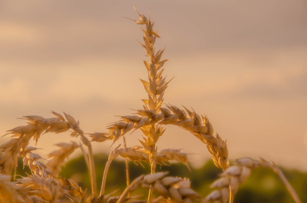 close-up of a wheat field