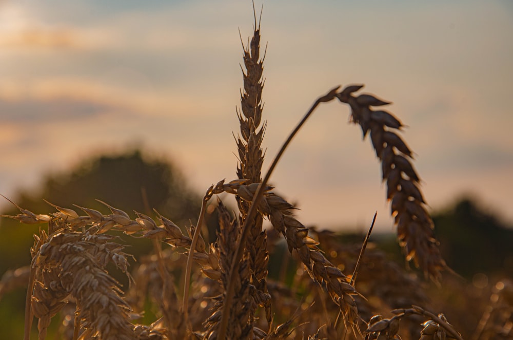 a close up of a wheat field