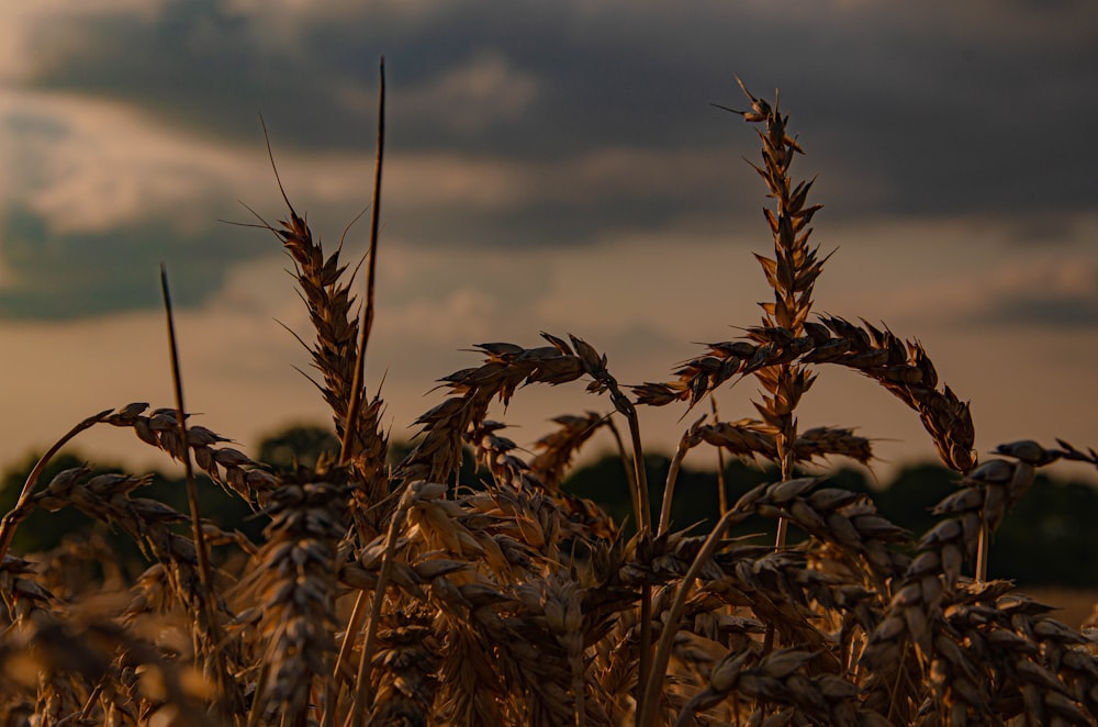 a field of wheat