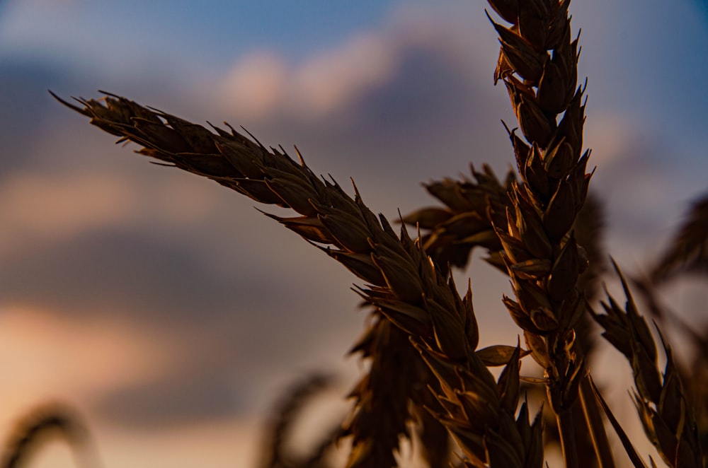 a close up of a wheat field