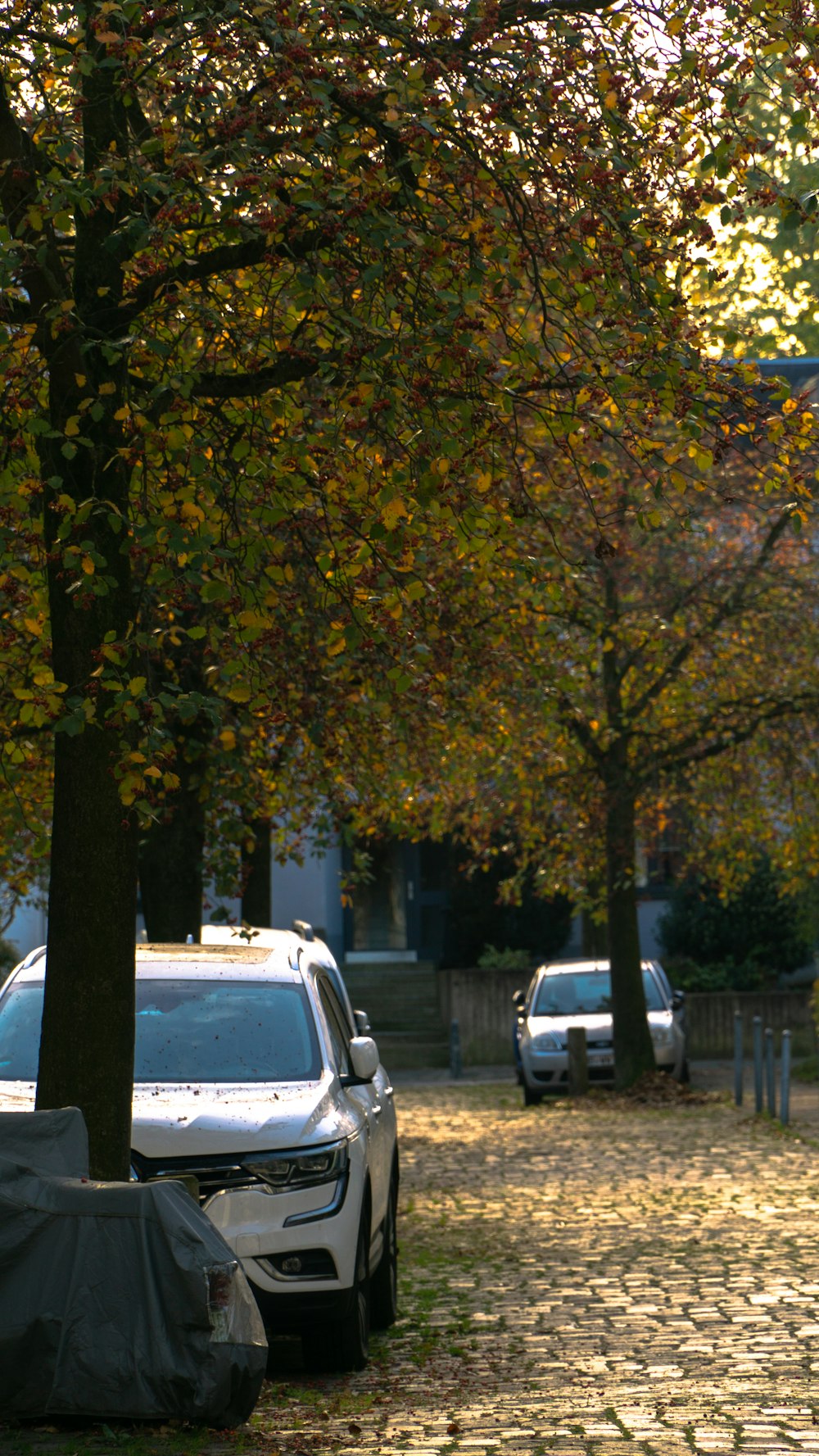 a white car parked next to a tree with yellow leaves