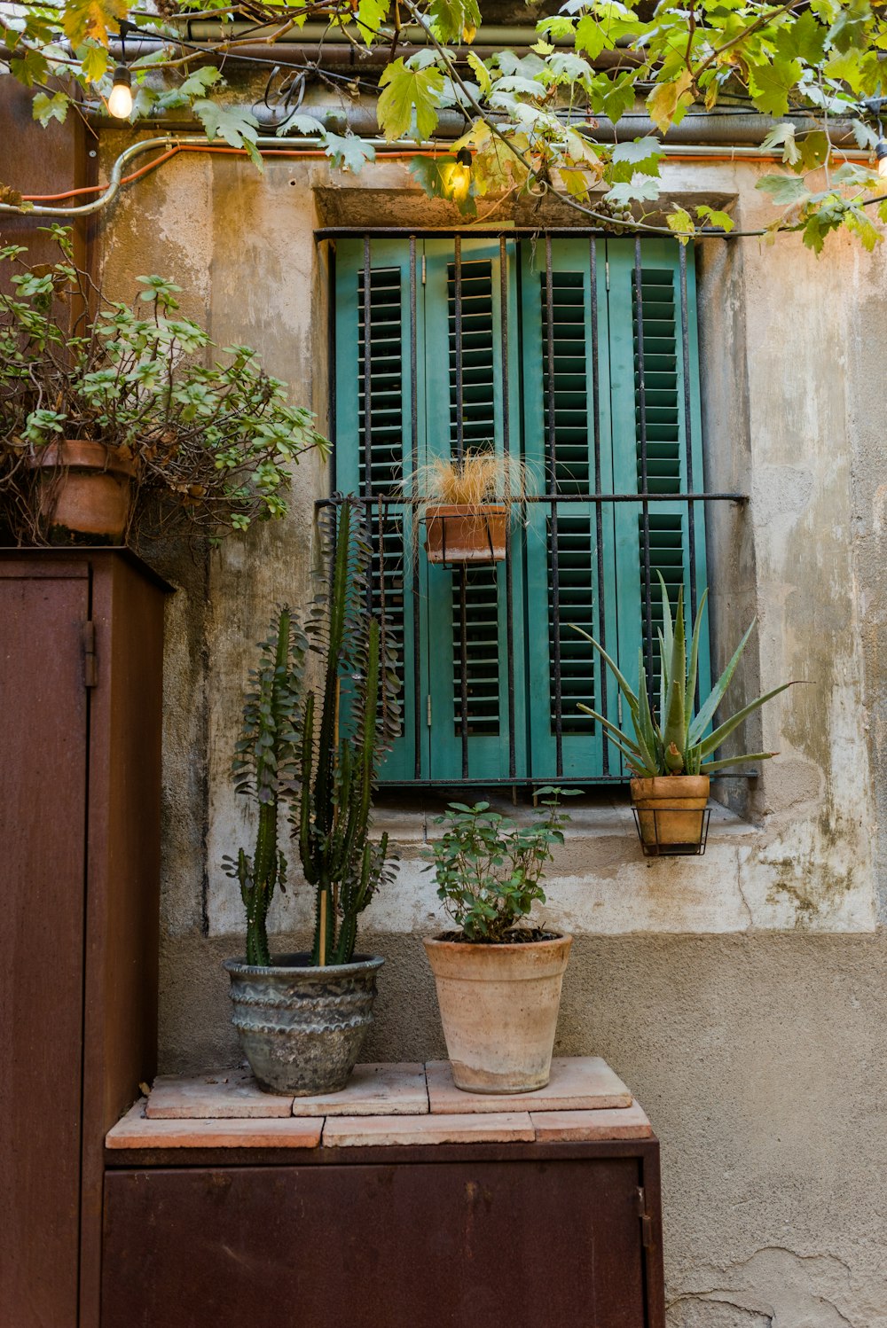 a window with potted plants