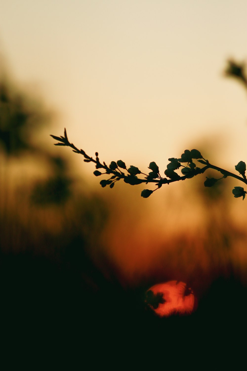 a close up of a branch with leaves and a red ball